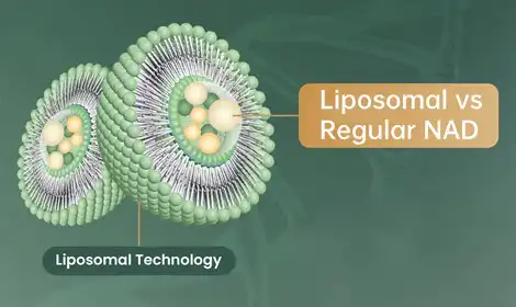 Liposomal NAD+ vs Regular NAD+: What’s the Difference?